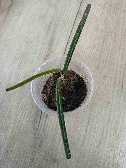 Хойя Hoya Insularis