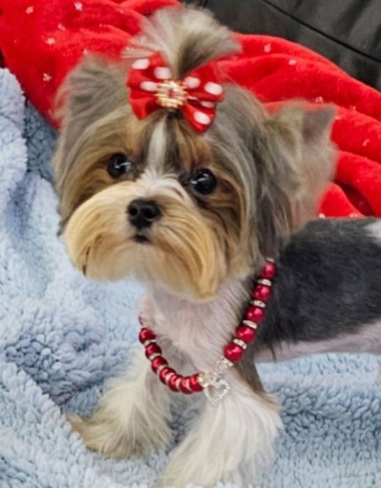 Malusieńki tylko 1.2kg!!! unikatowy pieseczek Biewer Terrier