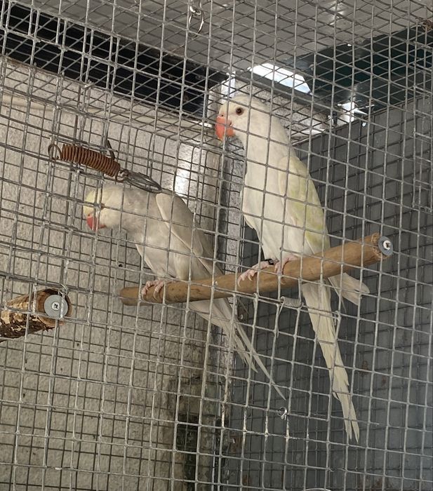 Ring necks novos