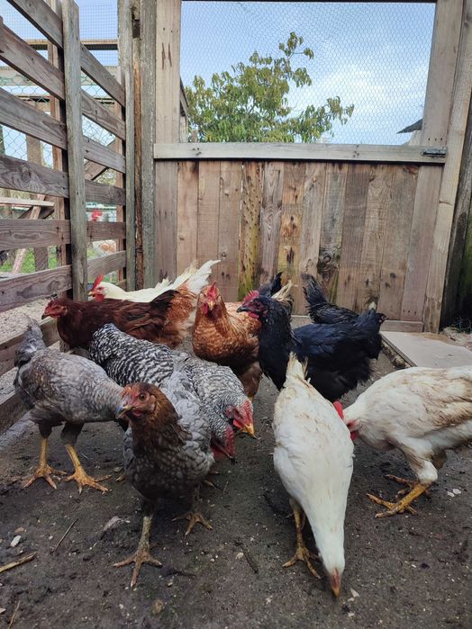 Vários frangos para venda