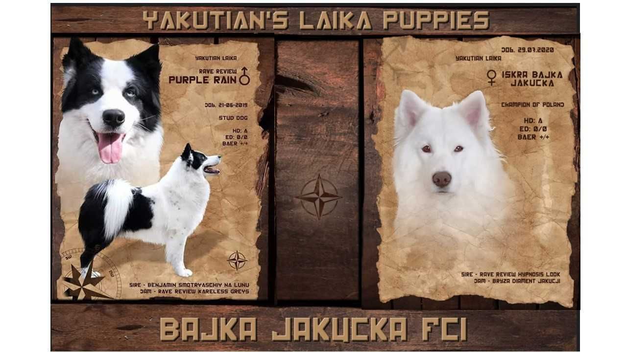 Łajka Jakucka TREZOR Bajka Jakucka FCI