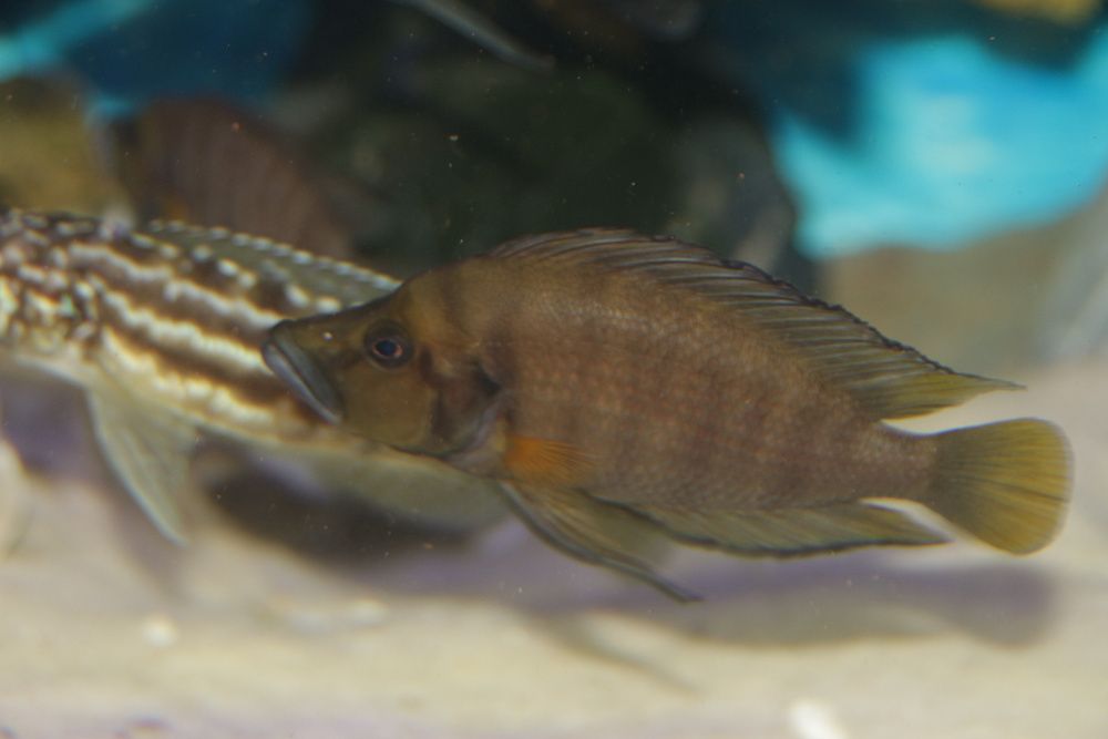 Altolamprologus compressiceps Orange Fin.