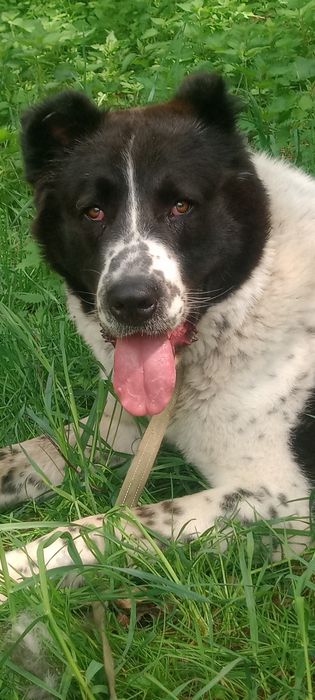 ГРЕЙ шукае Дівчину