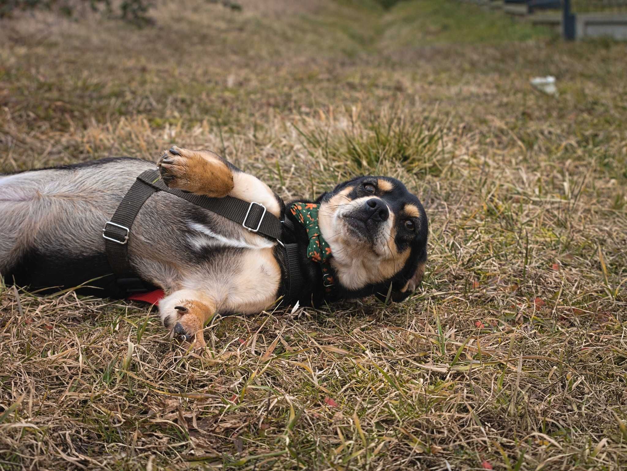 Oliwia malutka sunia szuka spokojnego miejsca ADOPCJA