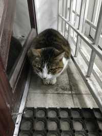 Кошка найдена 23.12.23 на Гагарина