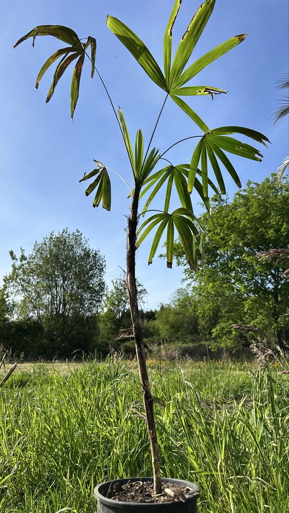 Palmeira Rhapis excelsa- palmeira-ráfis