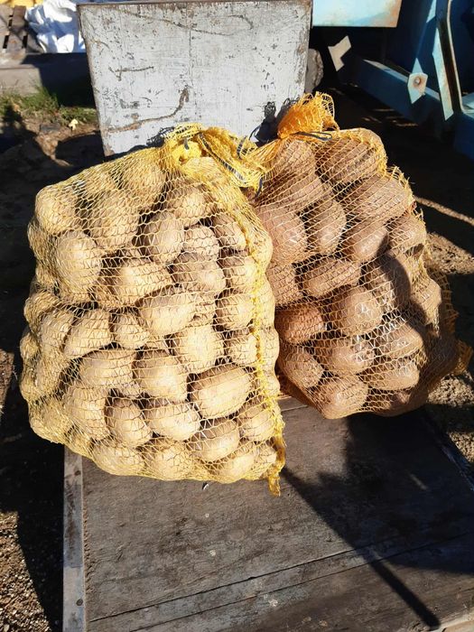 Ziemniaki jadalne na oborniku bez nawozów sztucznych