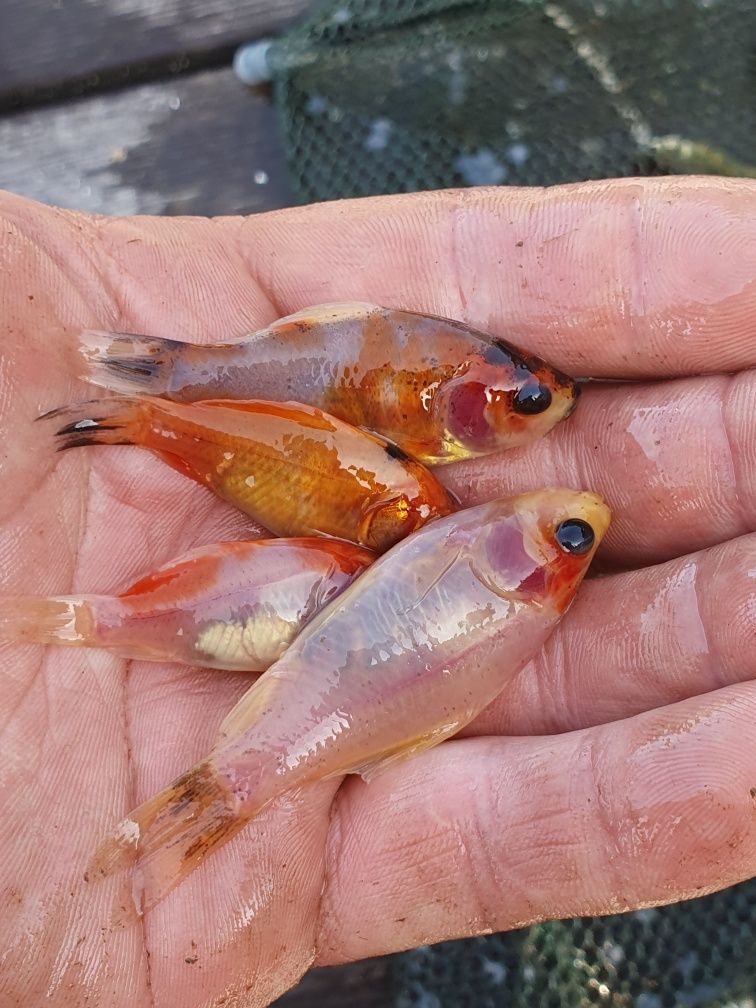 ryby karaś, karp  do oczka, stawu