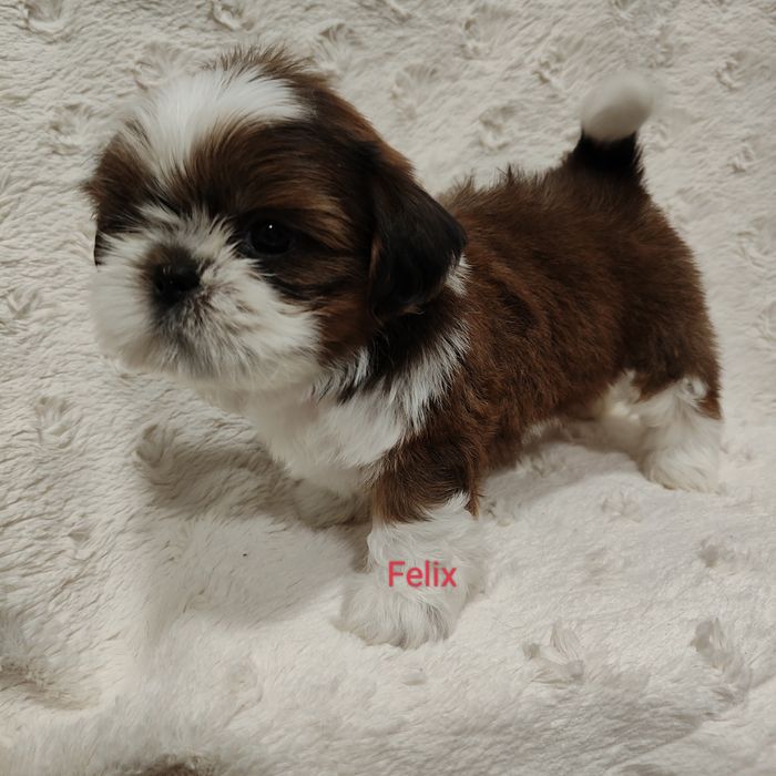 Felix pies chłopczyk Shih Tzu piękny szczeniak rodowód