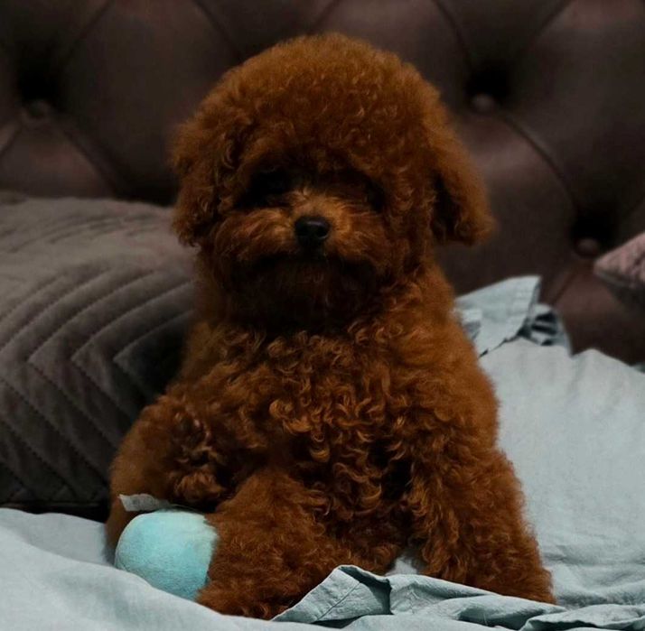 pudel 100% toy  ciemny red dziewczyna