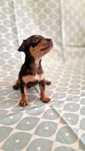 Pinscher Miniatura