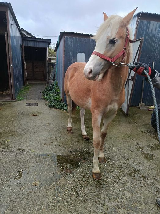 Przepiękna klacz haflinger (Rezerwacja)