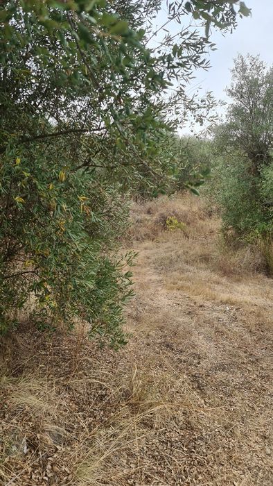 Terreno em valhascos Sardoal