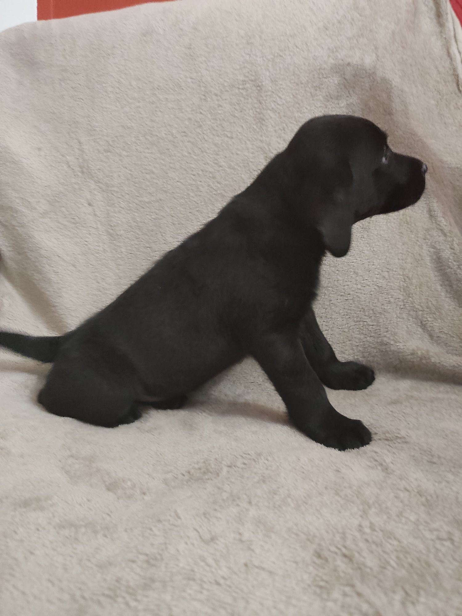 Labrador Preto Fêmea c/ 2 mesinhos