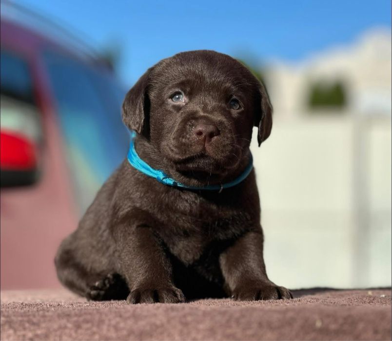 Цуценята лабрадор ретривера