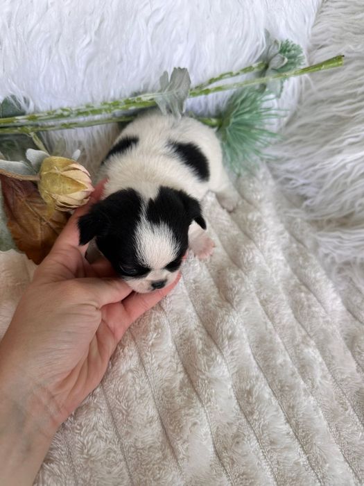 Chihuahua Mini. Menina.Cabeça de maçã.