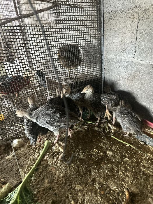 Tenho para dispensar perus, patos, ganços pombos correios caturras e coelhos