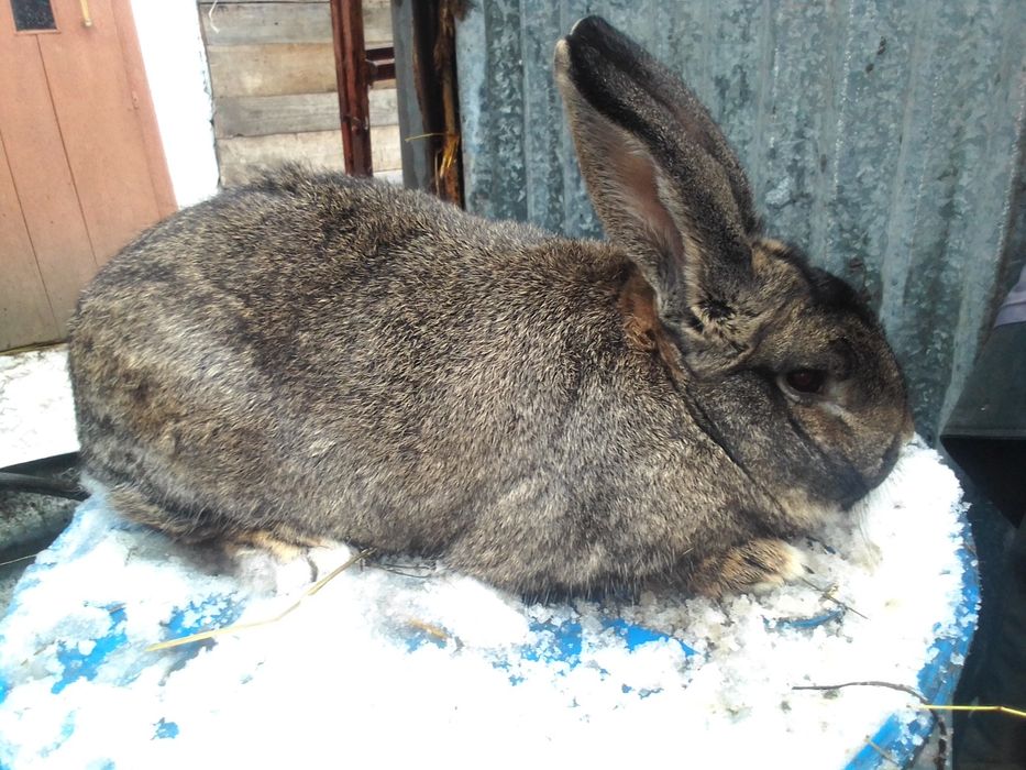 Продам.Кроли фландери,термони