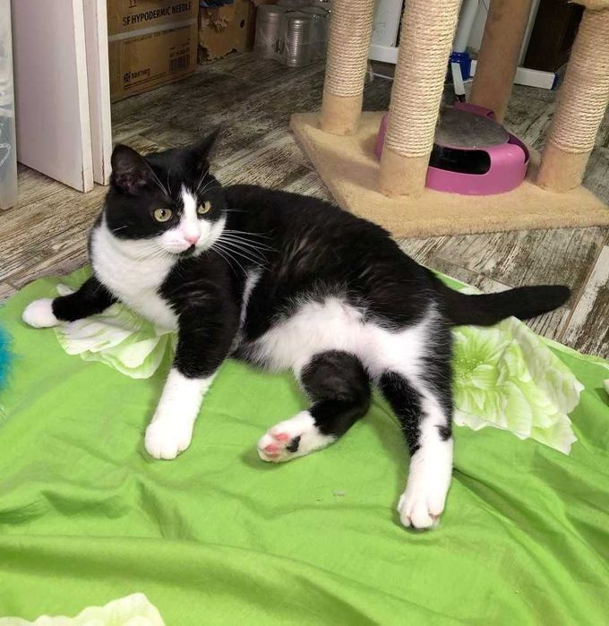 Очень красивый молодой котик с золотым характером Карат.