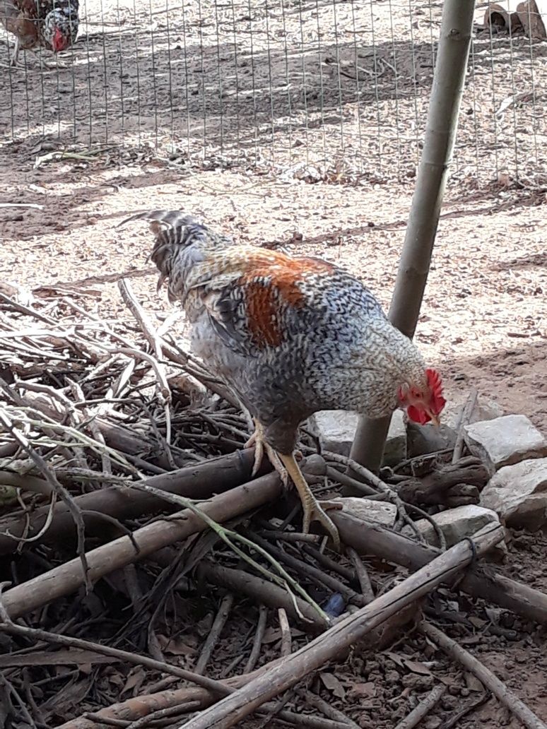 Galos de raça, dos ovos azuis