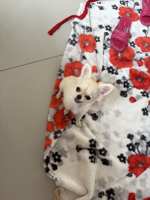 Dziewczynka chihuahua FCi