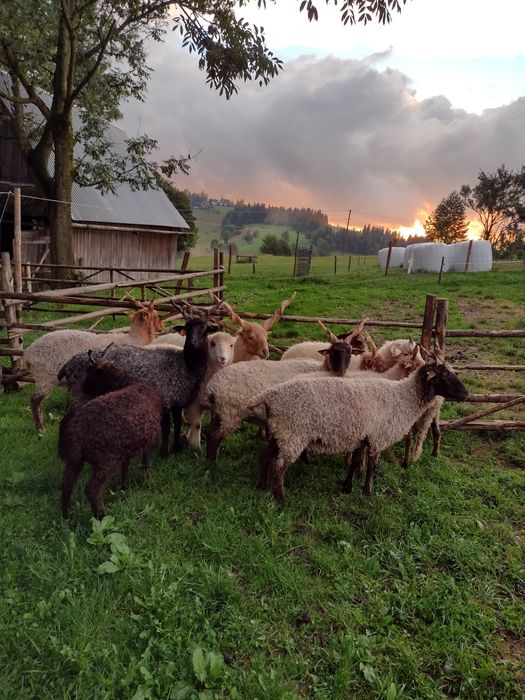 Owca baran raczka węgierska