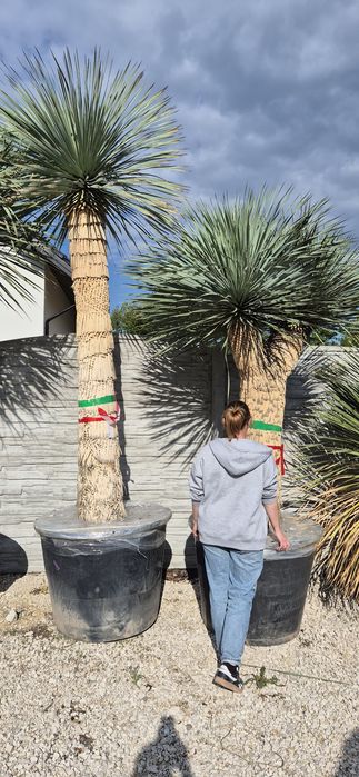 Yucca rostrata.  Trachycarpus fortunei.  Palma mrozoodporna