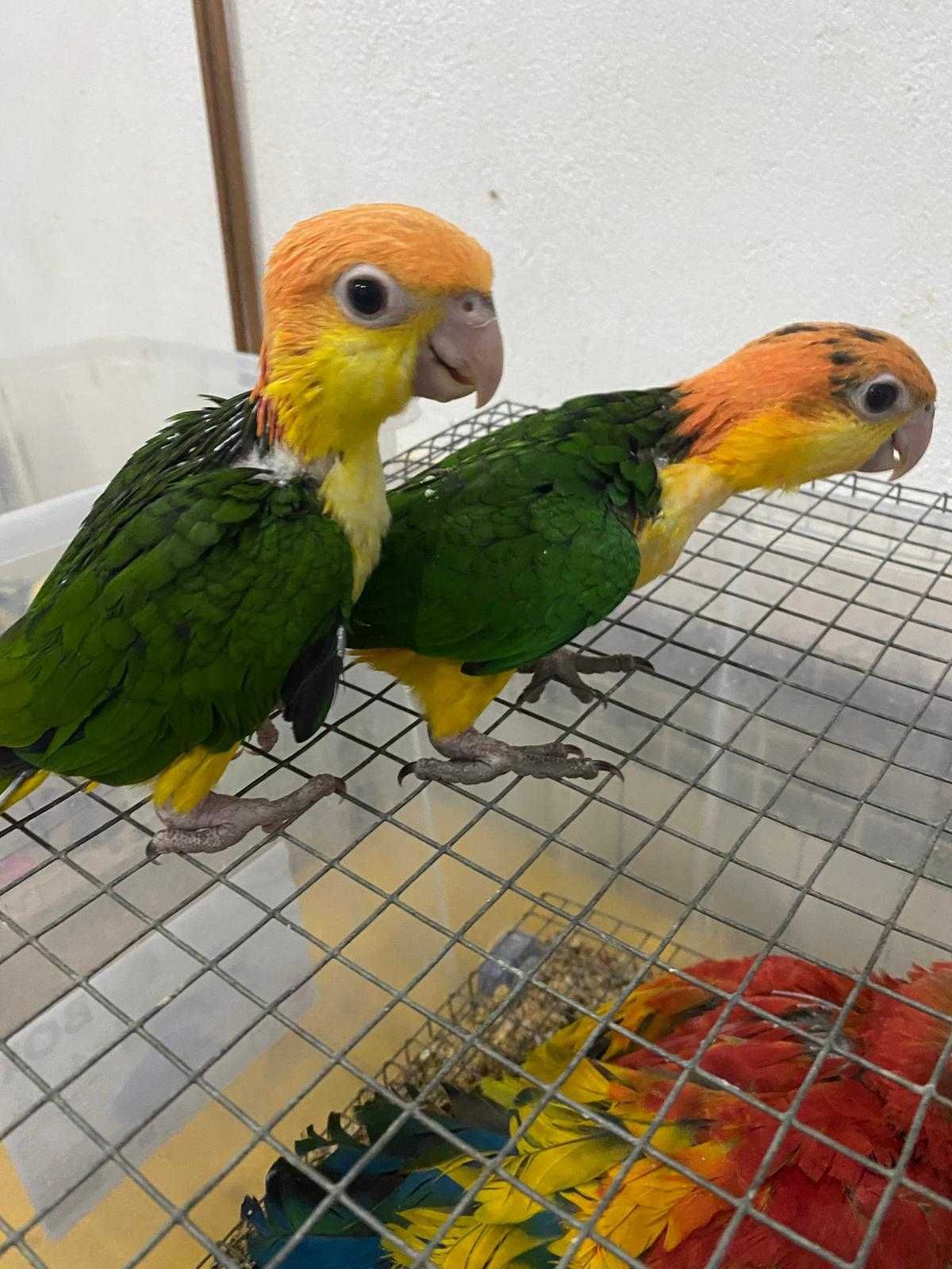 Marianinhas de cabeça amarela