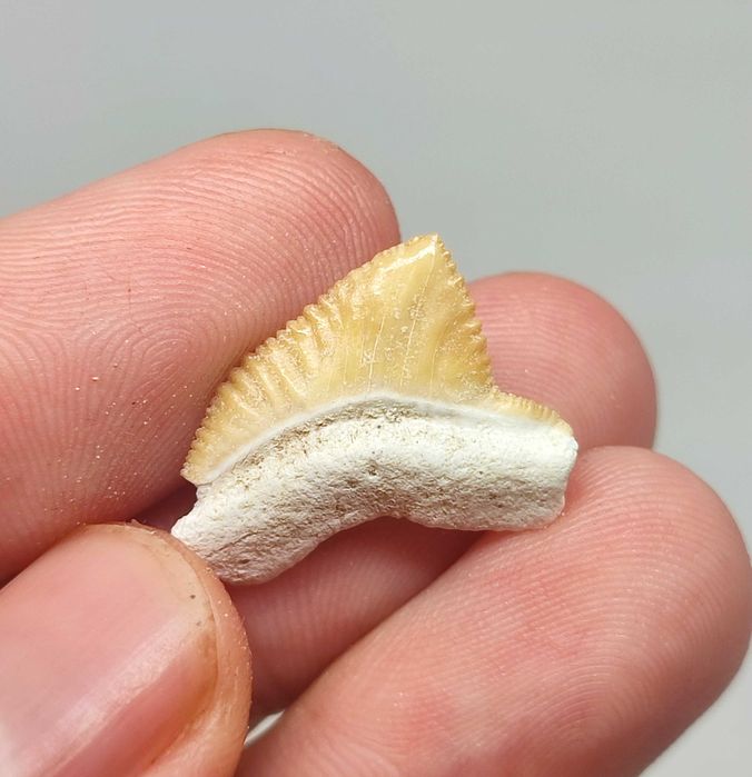 Lote fósseis tubarão