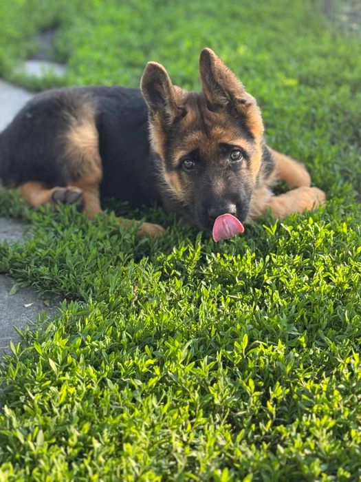 Цуценята німецької вівчарки. 2 дівчинки.