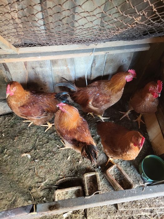Kury/kogutki marans