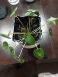 Pilea Pieniążek 8 zł