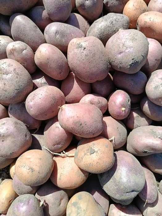 Домашня томатна паста,часник, картопля