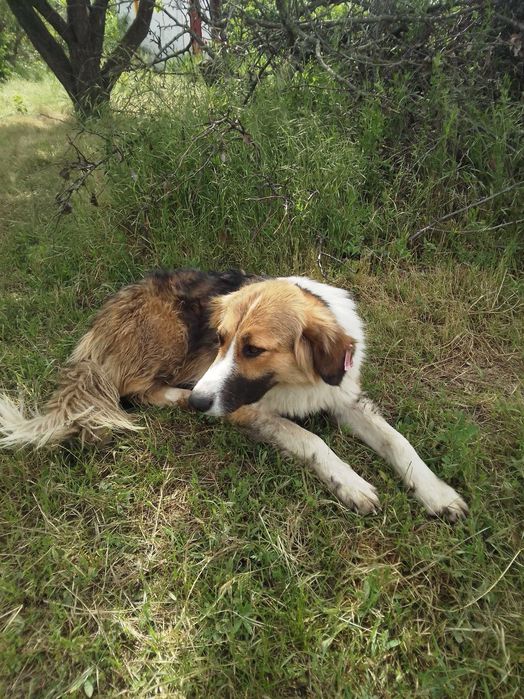 Прилаштовується доросла собакен.