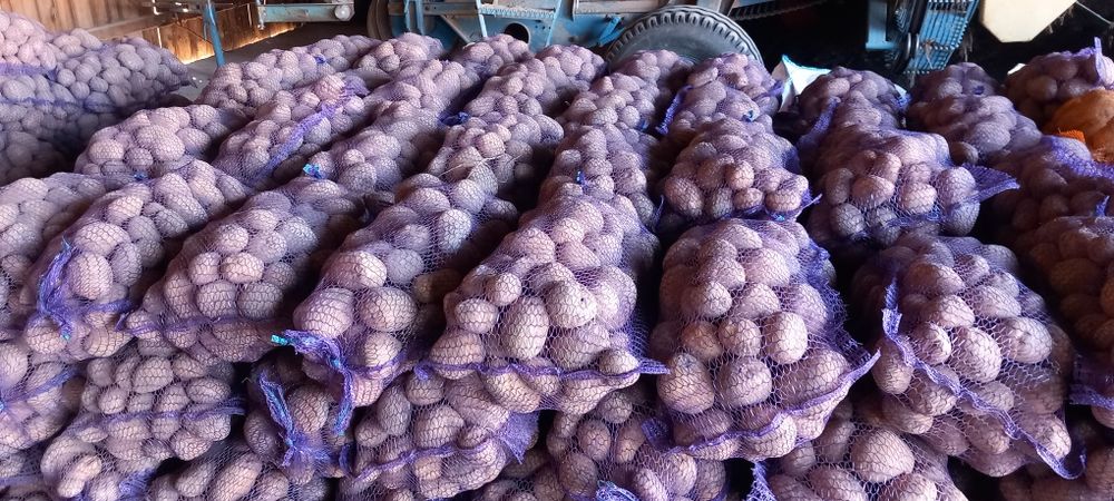 Ziemniak jadalny Jurek