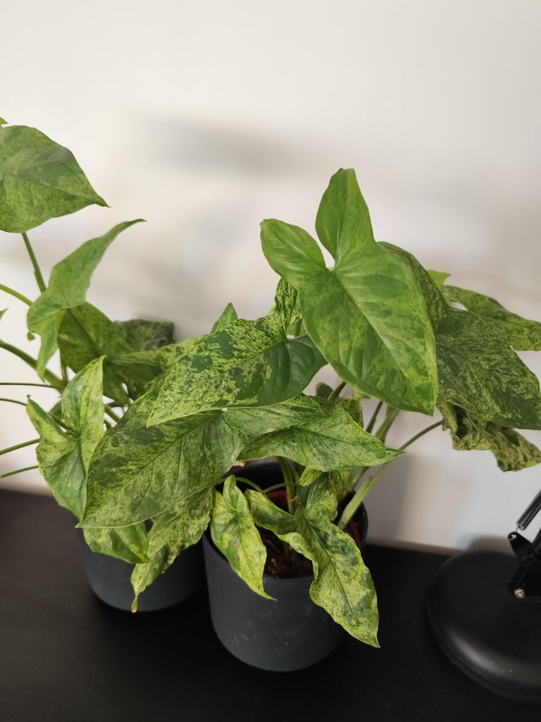 2x gęste syngonium mojito XL