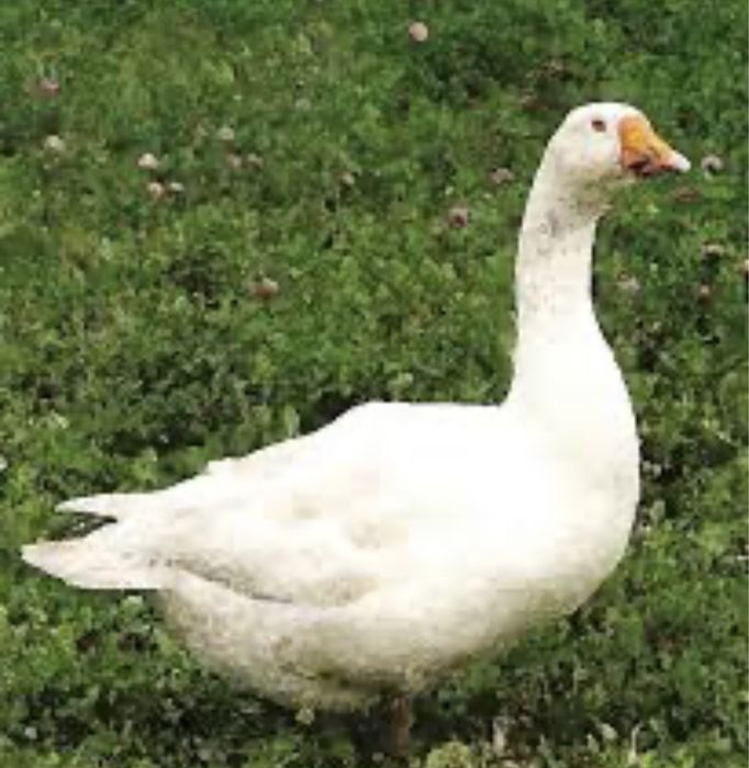 Домашня гуска, індюшка, мясо гуски та індюшка.