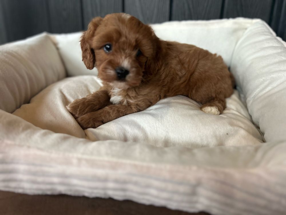 Cavapoo piesek F1