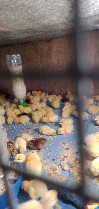 М'ясо, яйце перепелів, перепела добові, підрощені, несучки