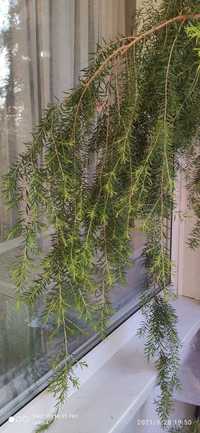 Австралийское чайное дерево (Melaleuca bracteata)








Скопировано
