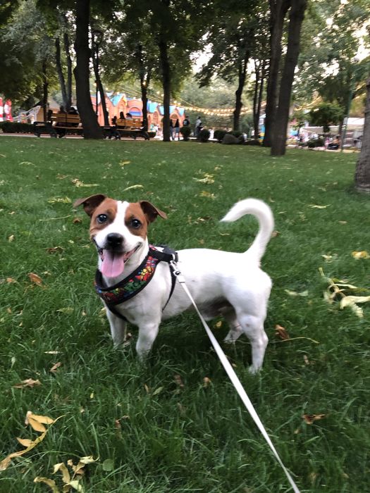 Хлопчик Джек Рассела шукає дівчинку для в'язки у Кропивницькому