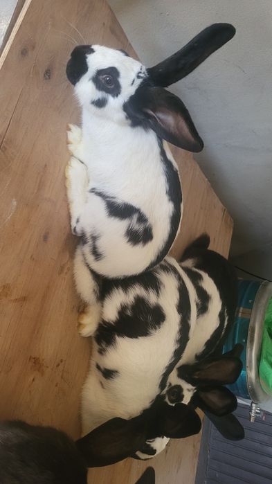 Sprzedam srokacze niemieckie