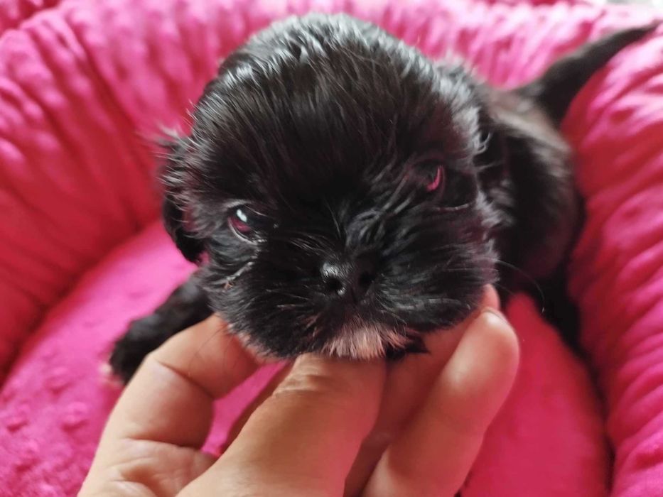 *** Shih Tzu Prześliczne Czarne Maluszki Wielkości Yorka ***