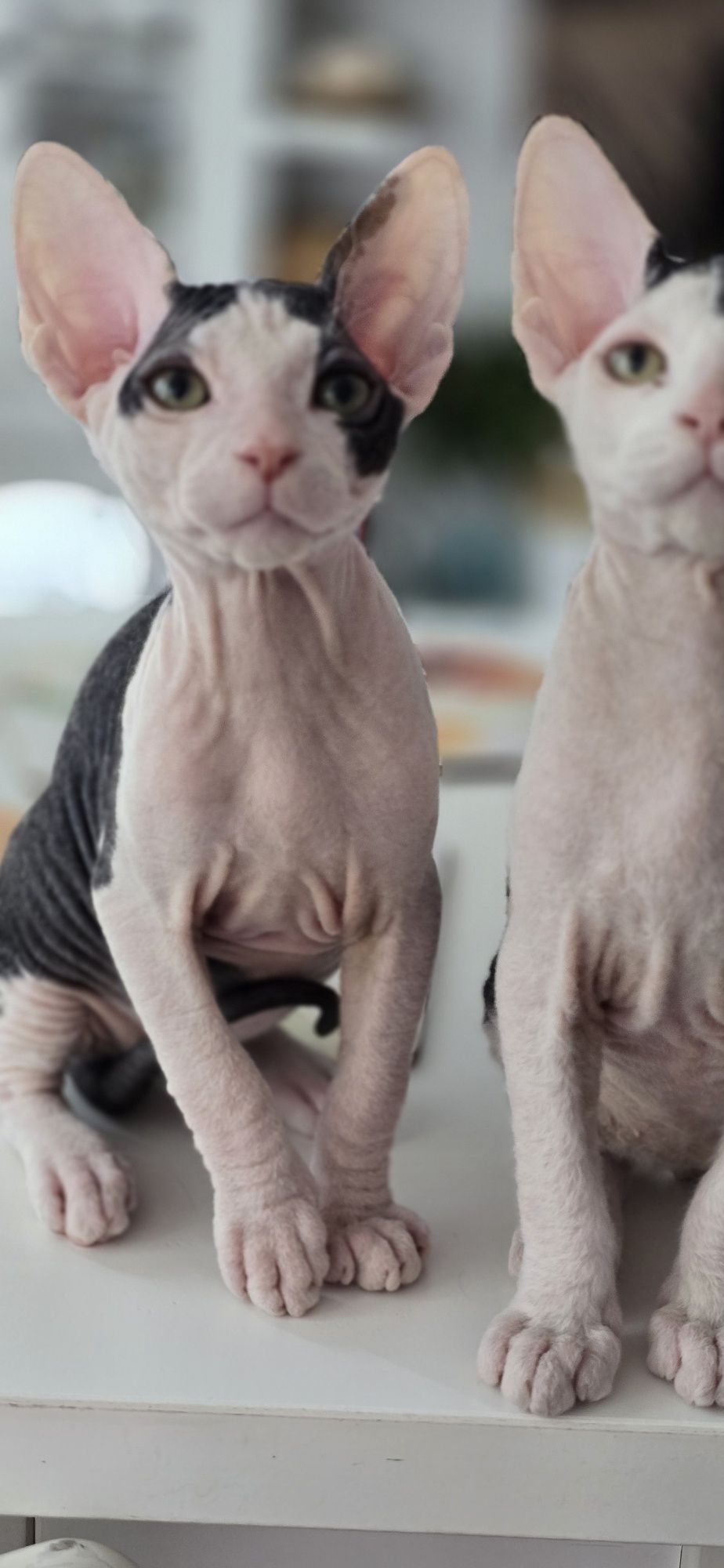 Don Sphynx kotek WCF