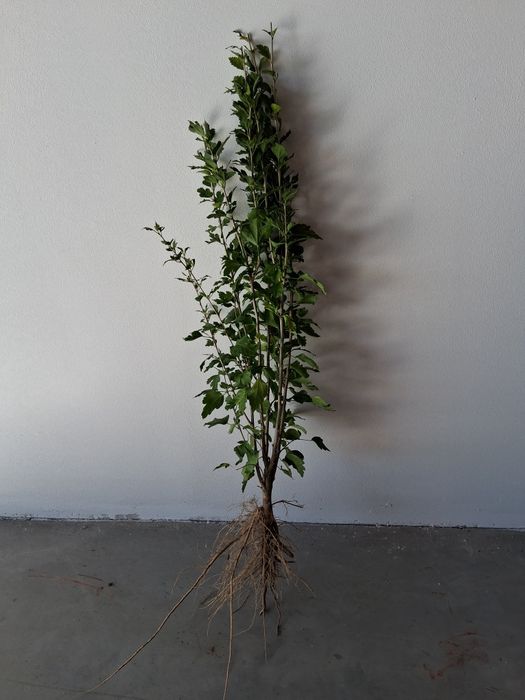 Hibiskus sadzonka morwy biała czarna goły korzen
