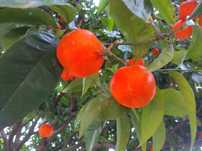 Tangerinas Ecológicas