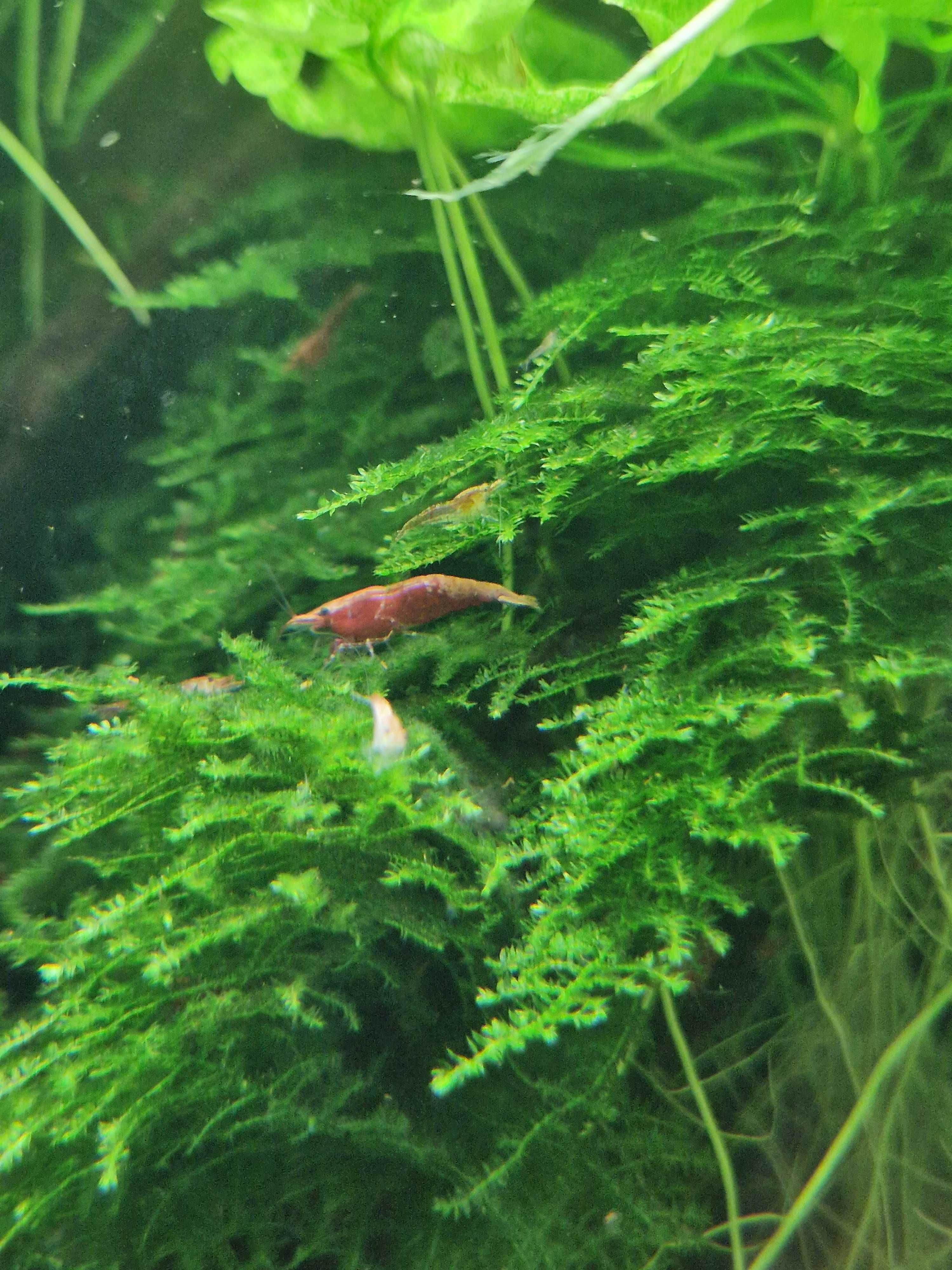 Krewetki Red Cherry