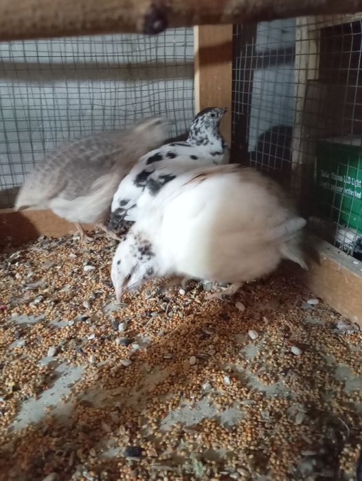 Sprzedam przepiórki