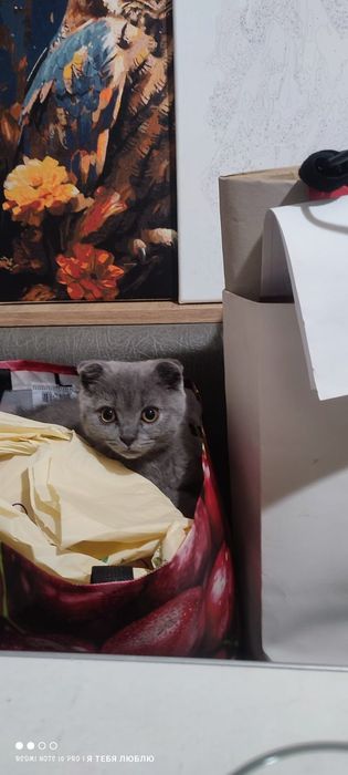 Отдам в хорошие руки.