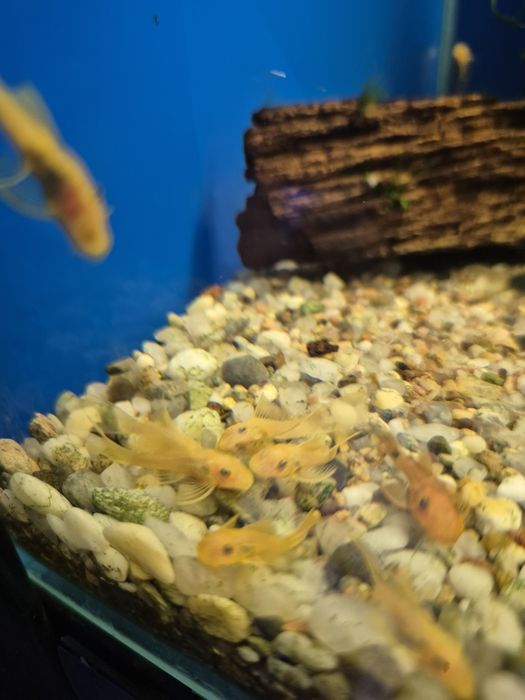 Ancitrus L144 Lemon weloniaste  Kraków (Swoszowice)